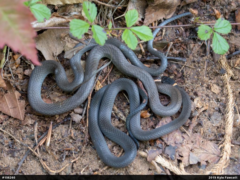 Northern Ring-necked Snake