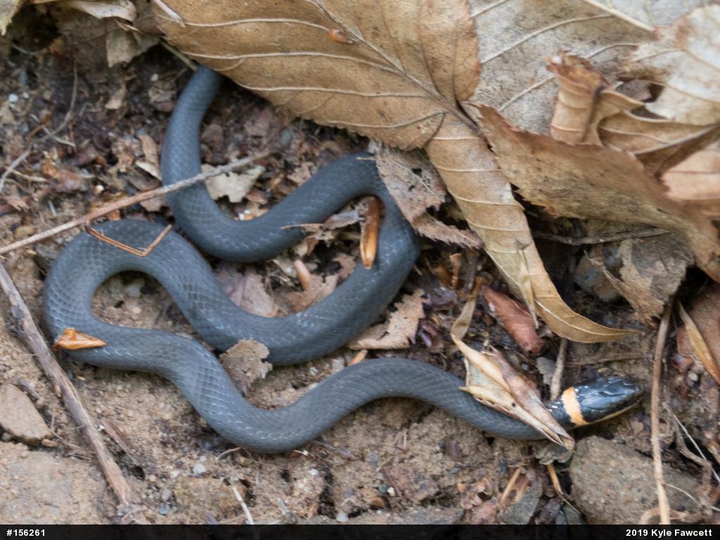 Northern Ring-necked Snake