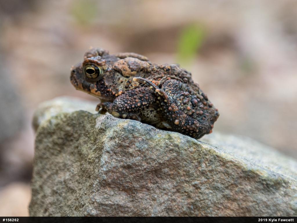Eastern American Toad