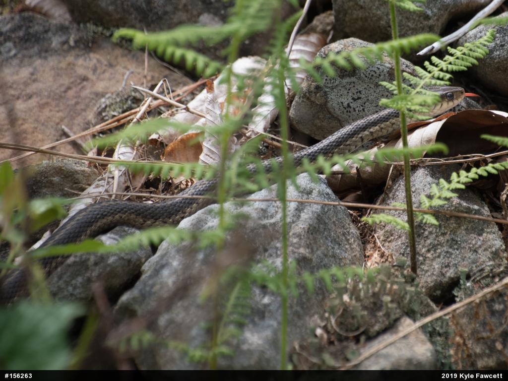Eastern Gartersnake