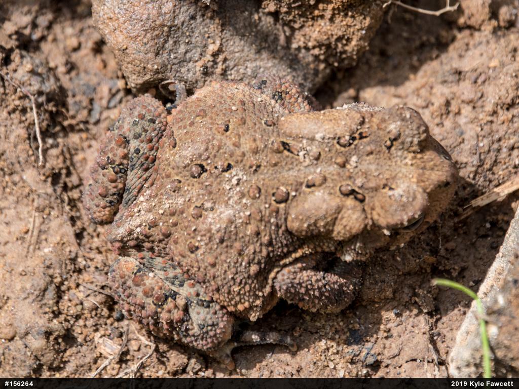 Eastern American Toad
