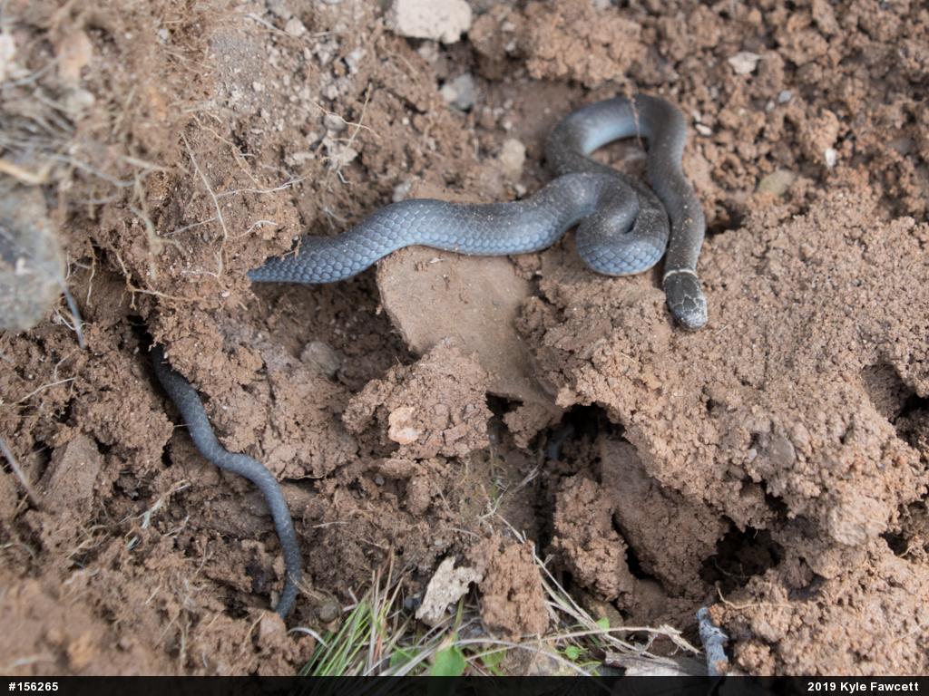 Northern Ring-necked Snake