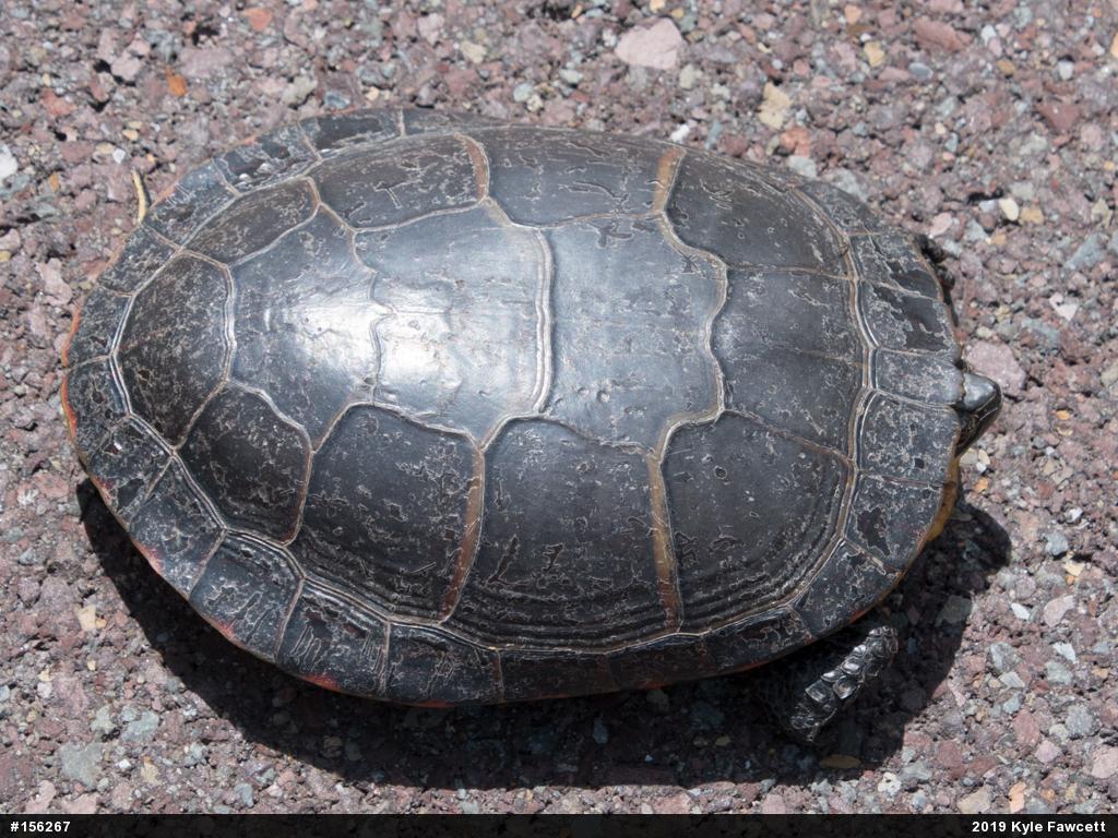 Midland Painted Turtle