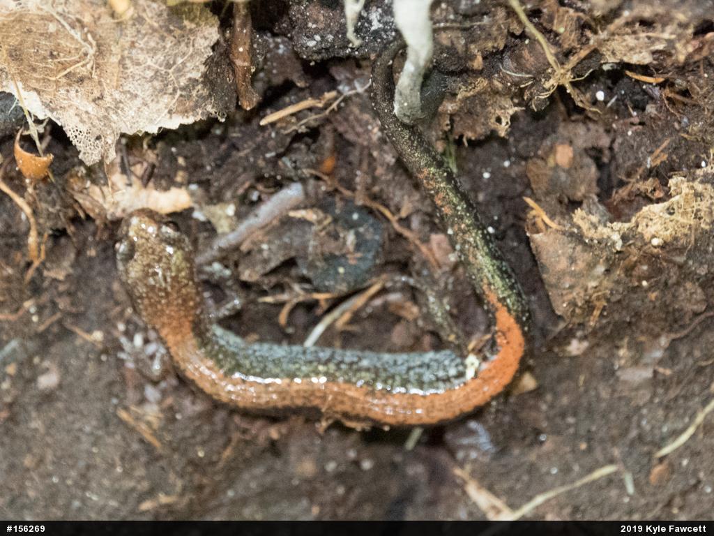 Eastern Red-backed  Salamander