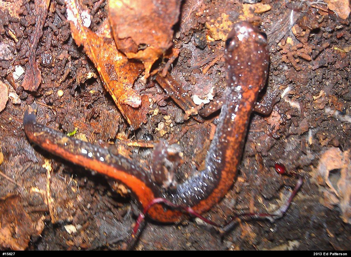 Eastern Red-backed  Salamander