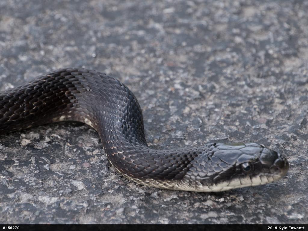 Eastern Ratsnake