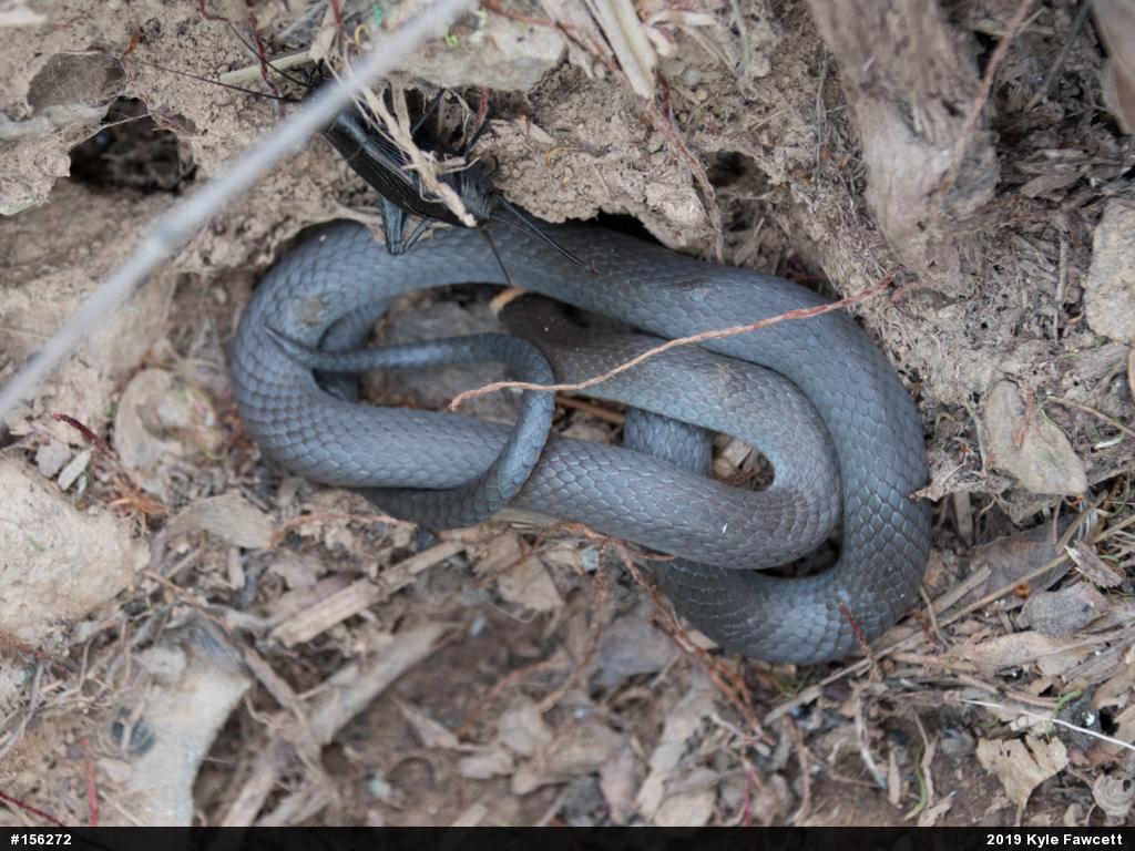 Northern Ring-necked Snake