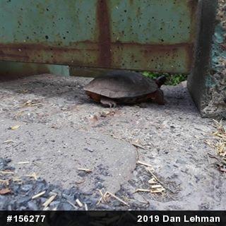 Wood Turtle