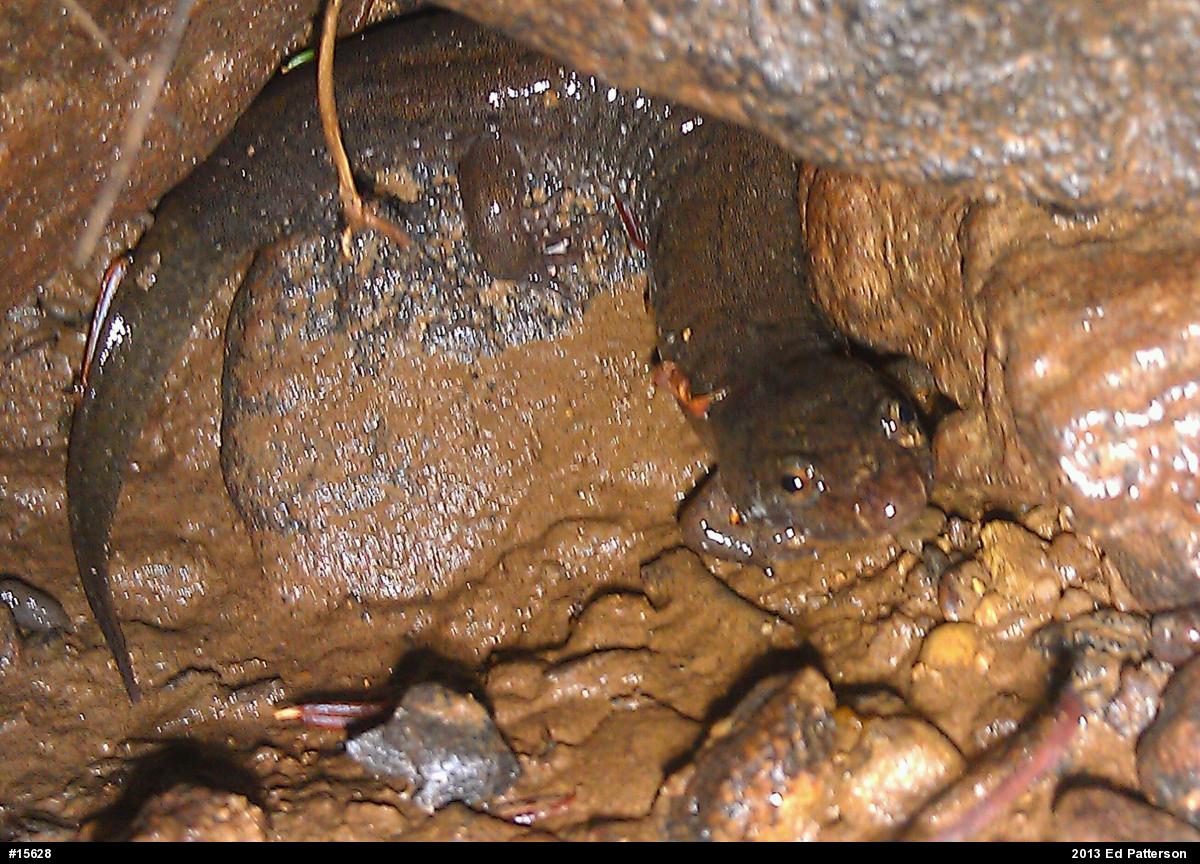 Northern Dusky Salamander