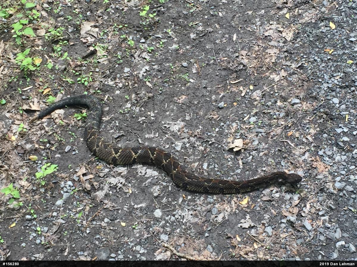 Timber Rattlesnake