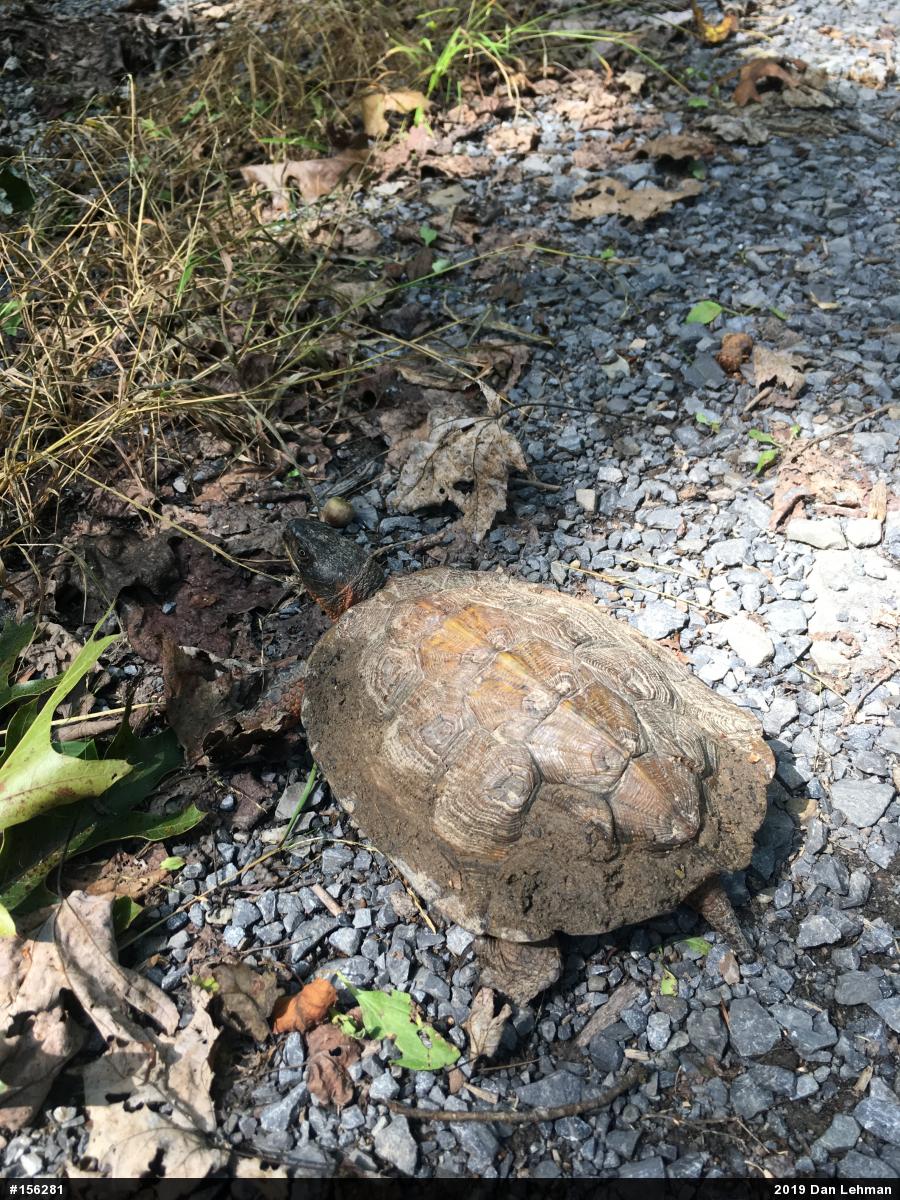 Wood Turtle