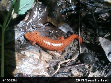 Northern Red Salamander