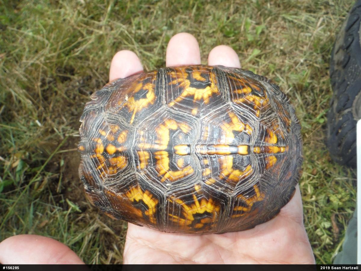 Eastern Box Turtle