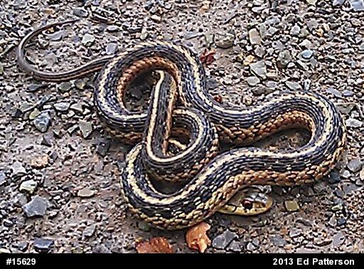 Eastern Gartersnake