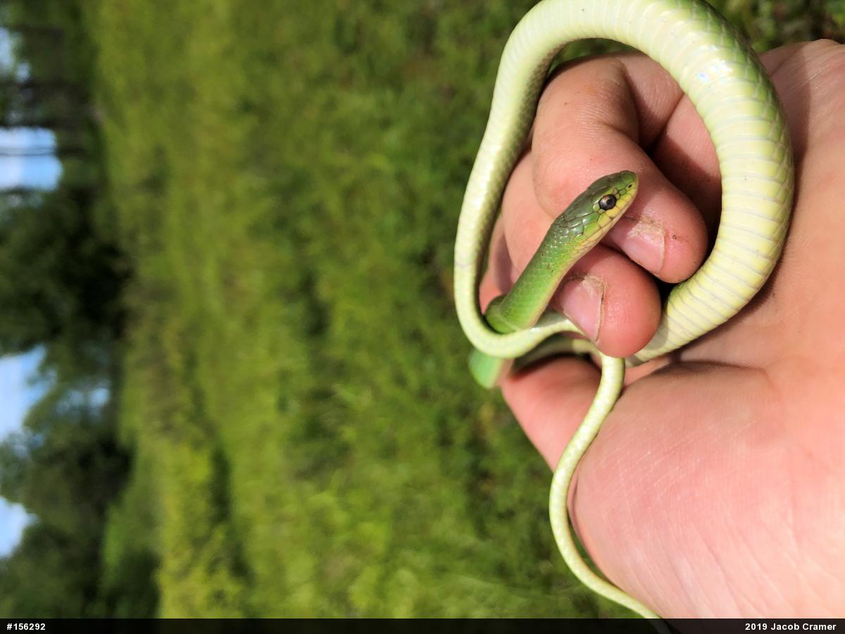 Smooth Greensnake