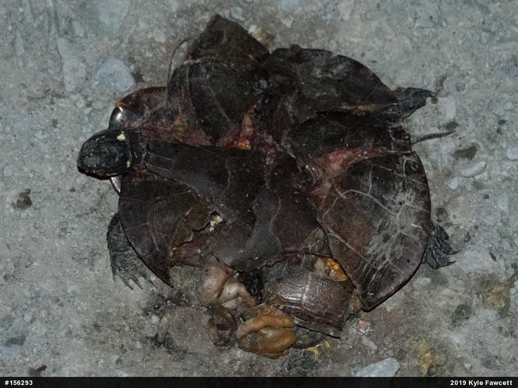 Painted Turtle