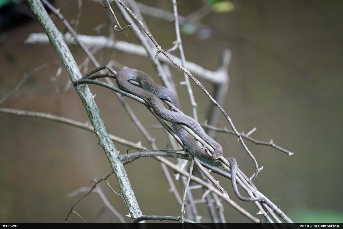 Northern Watersnake