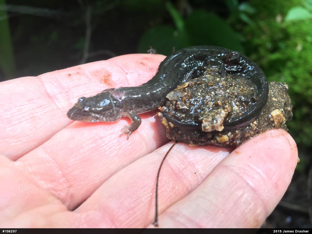 Northern Dusky Salamander