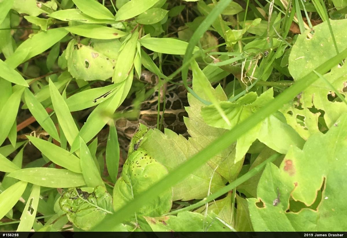 Pickerel Frog
