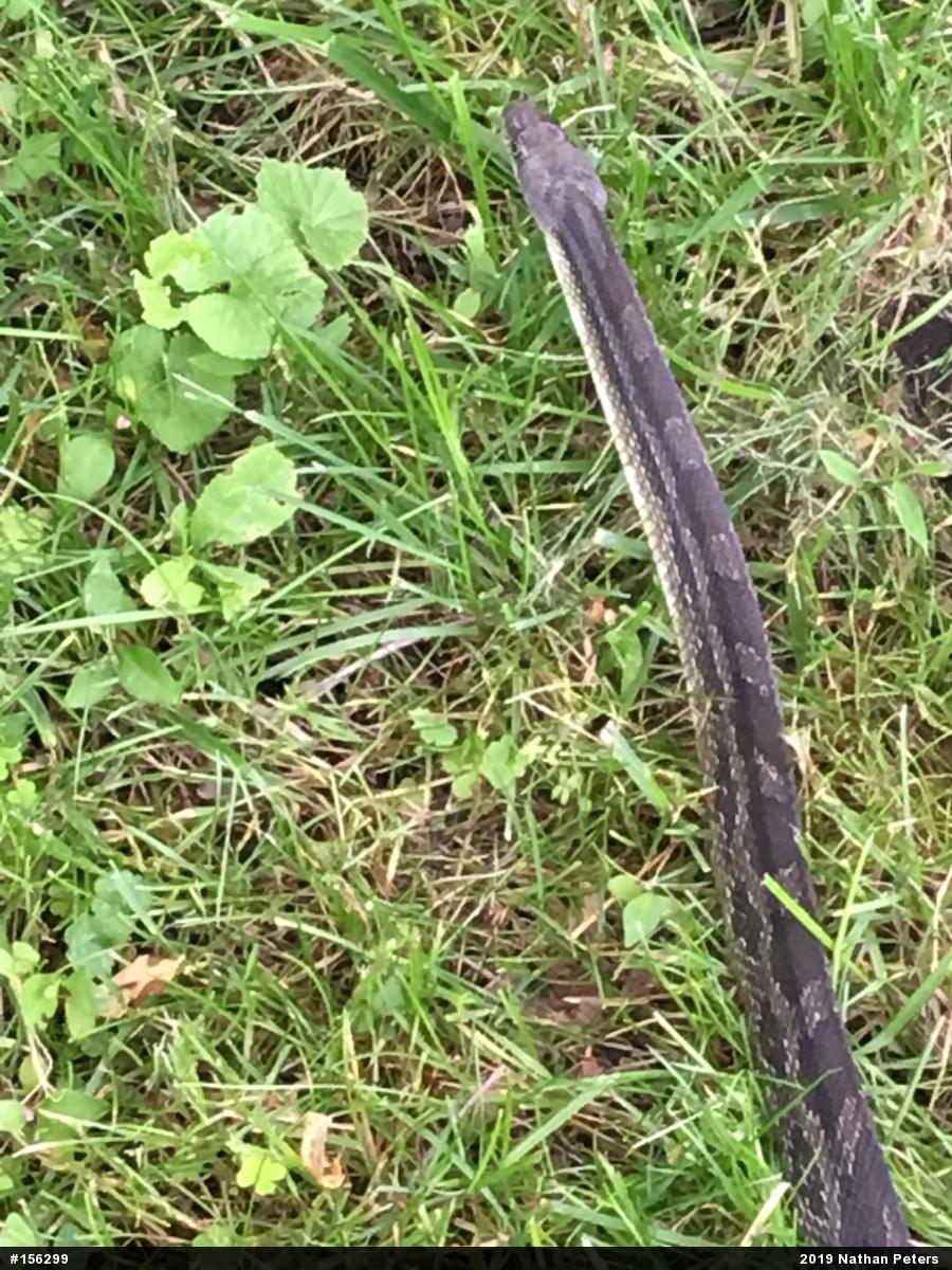 Eastern Ratsnake