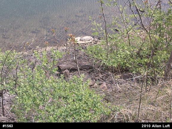 Eastern Spiny Softshell