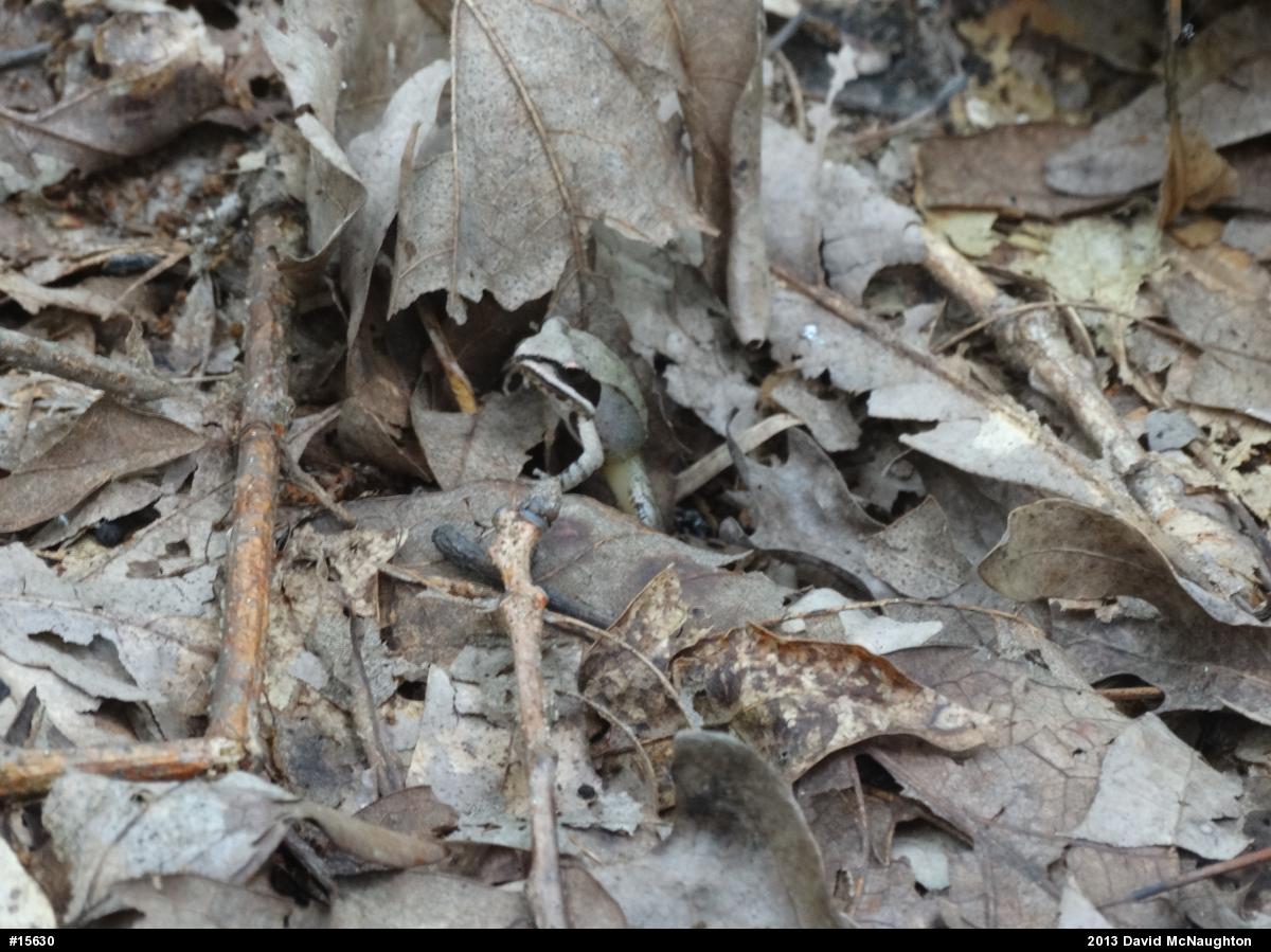 Wood Frog