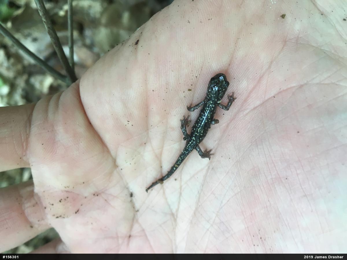 Northern Slimy Salamander