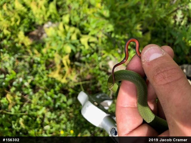 Red-bellied Snake