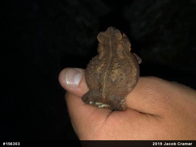 Eastern American Toad