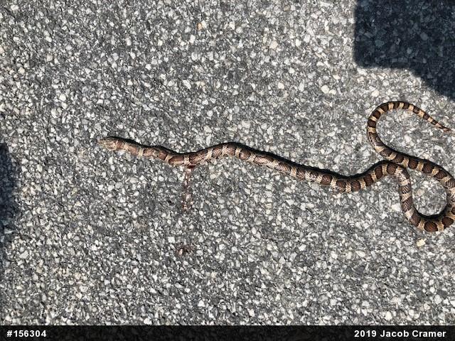 Eastern Milksnake