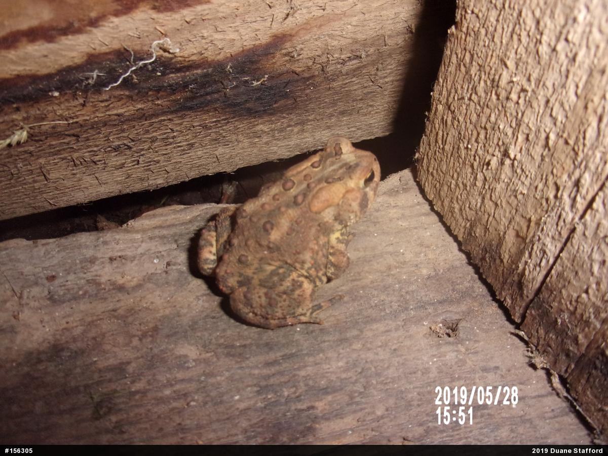 Eastern American Toad
