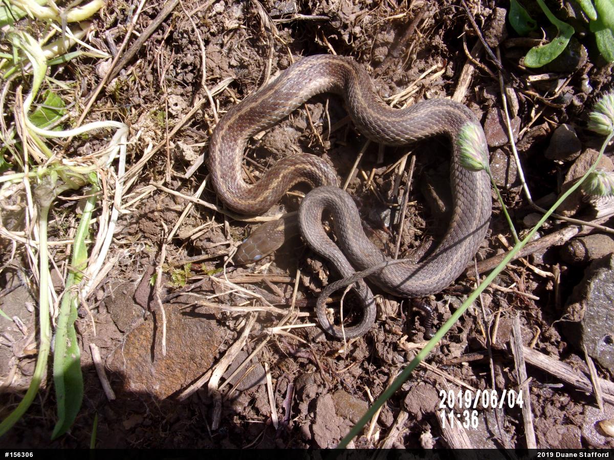 Eastern Gartersnake