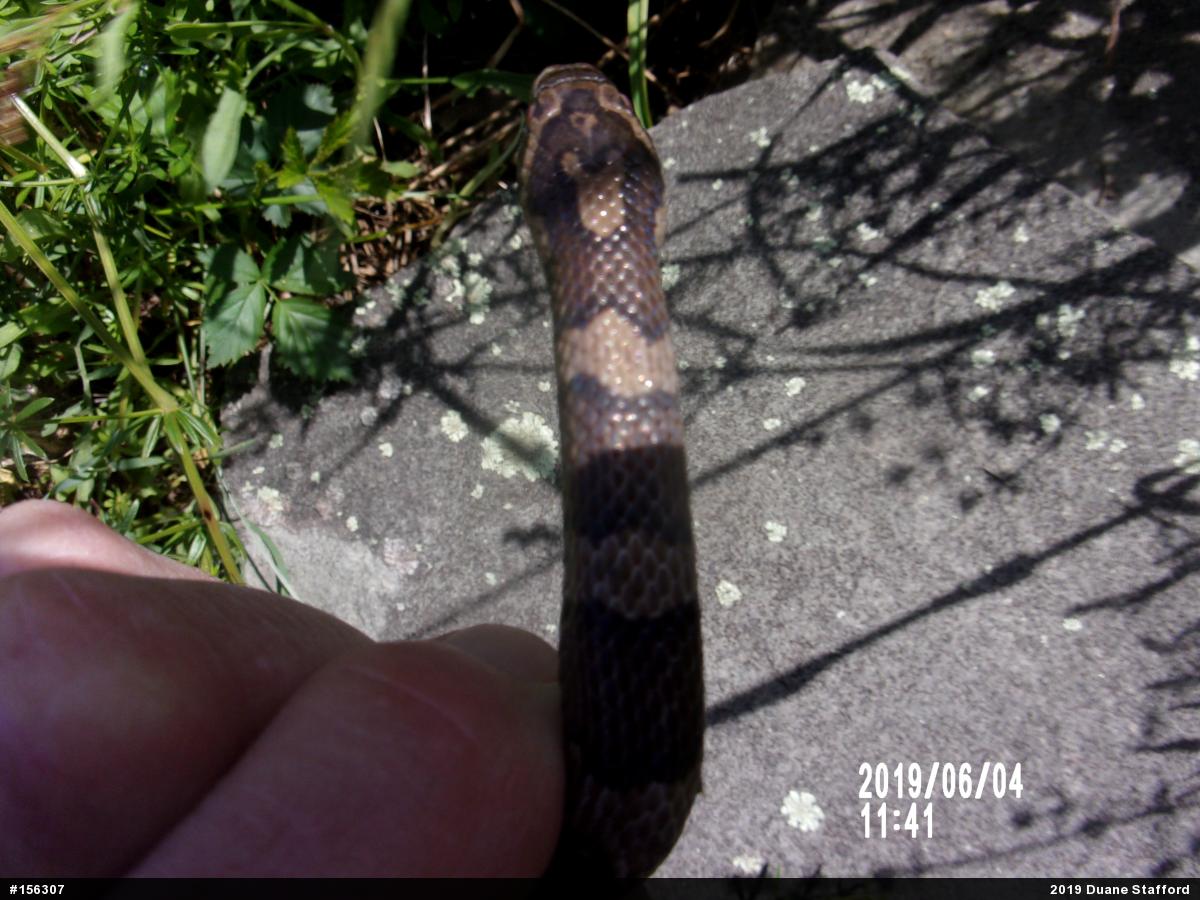 Eastern Milksnake