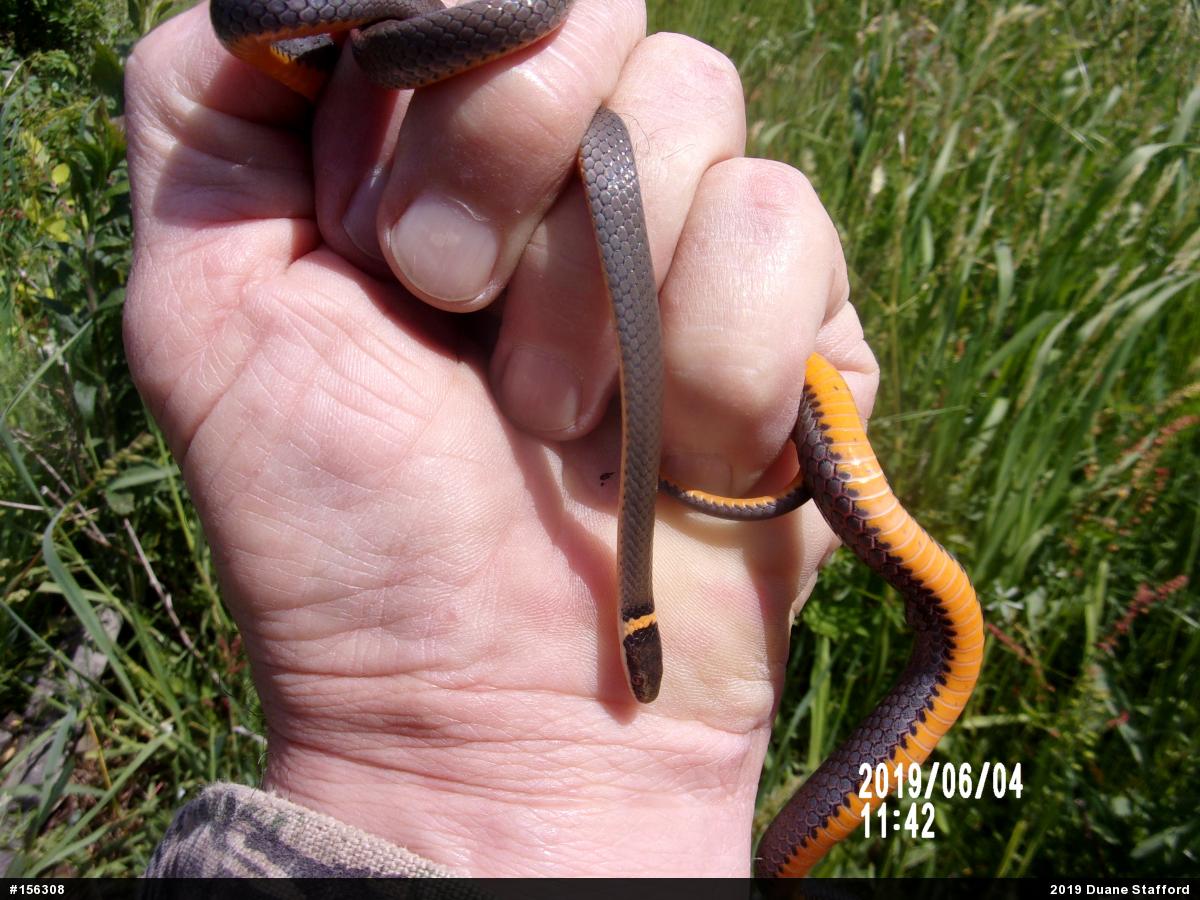 Northern Ring-necked Snake