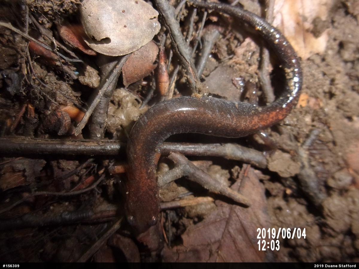 Eastern Red-backed  Salamander