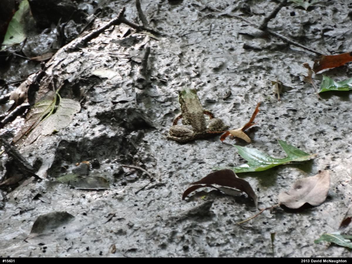 Green Frog