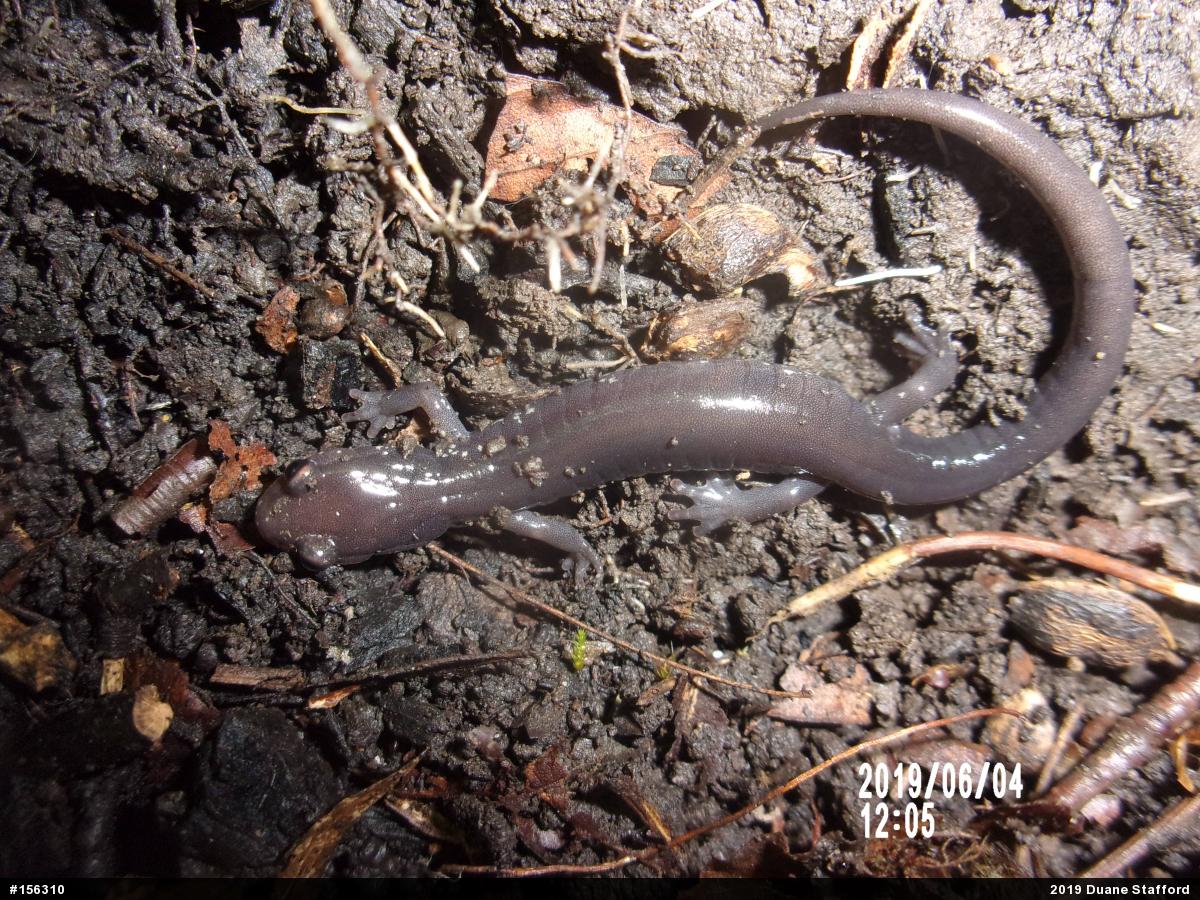 Wehrle's Salamander