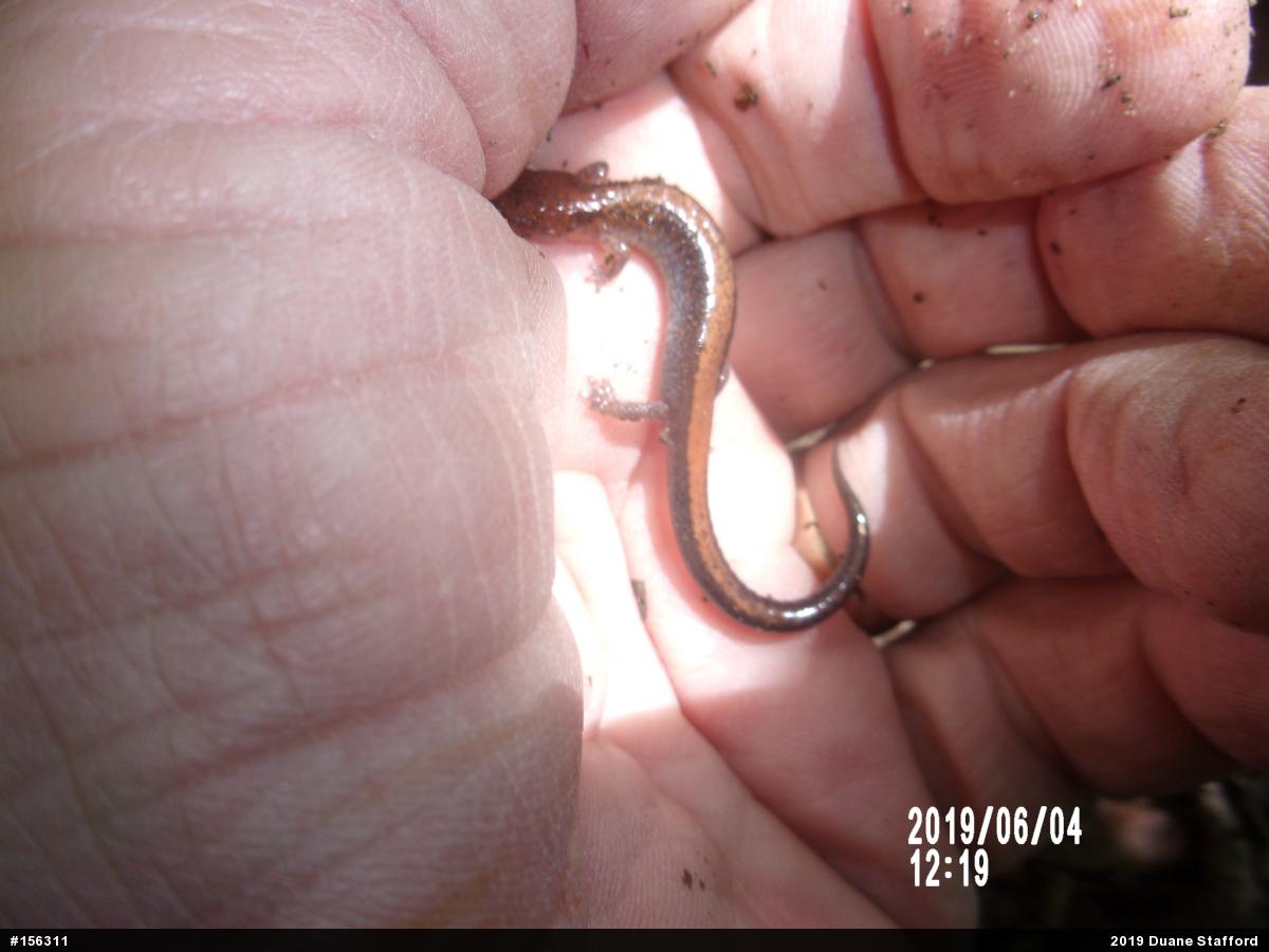 Eastern Red-backed  Salamander