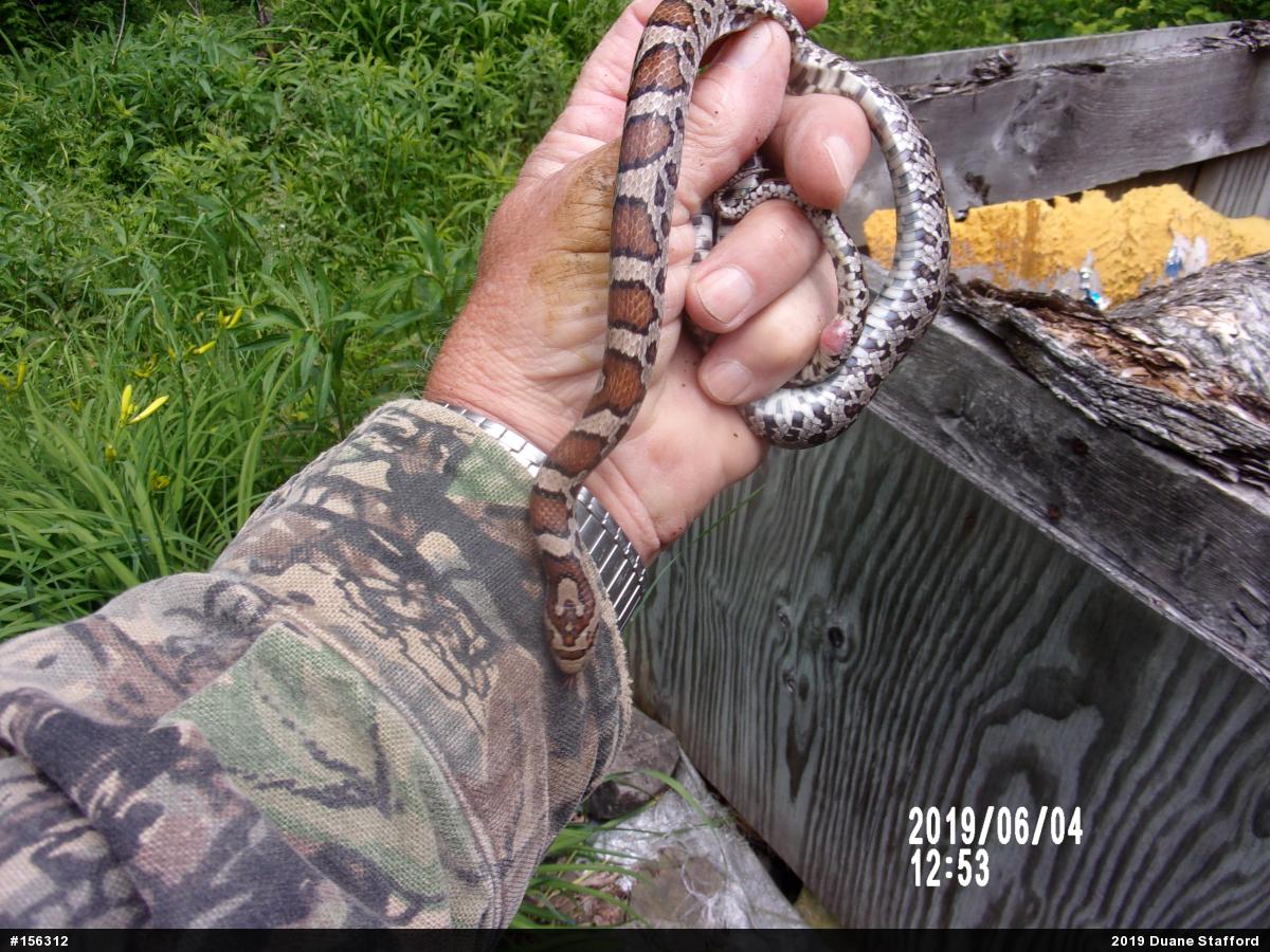 Eastern Milksnake