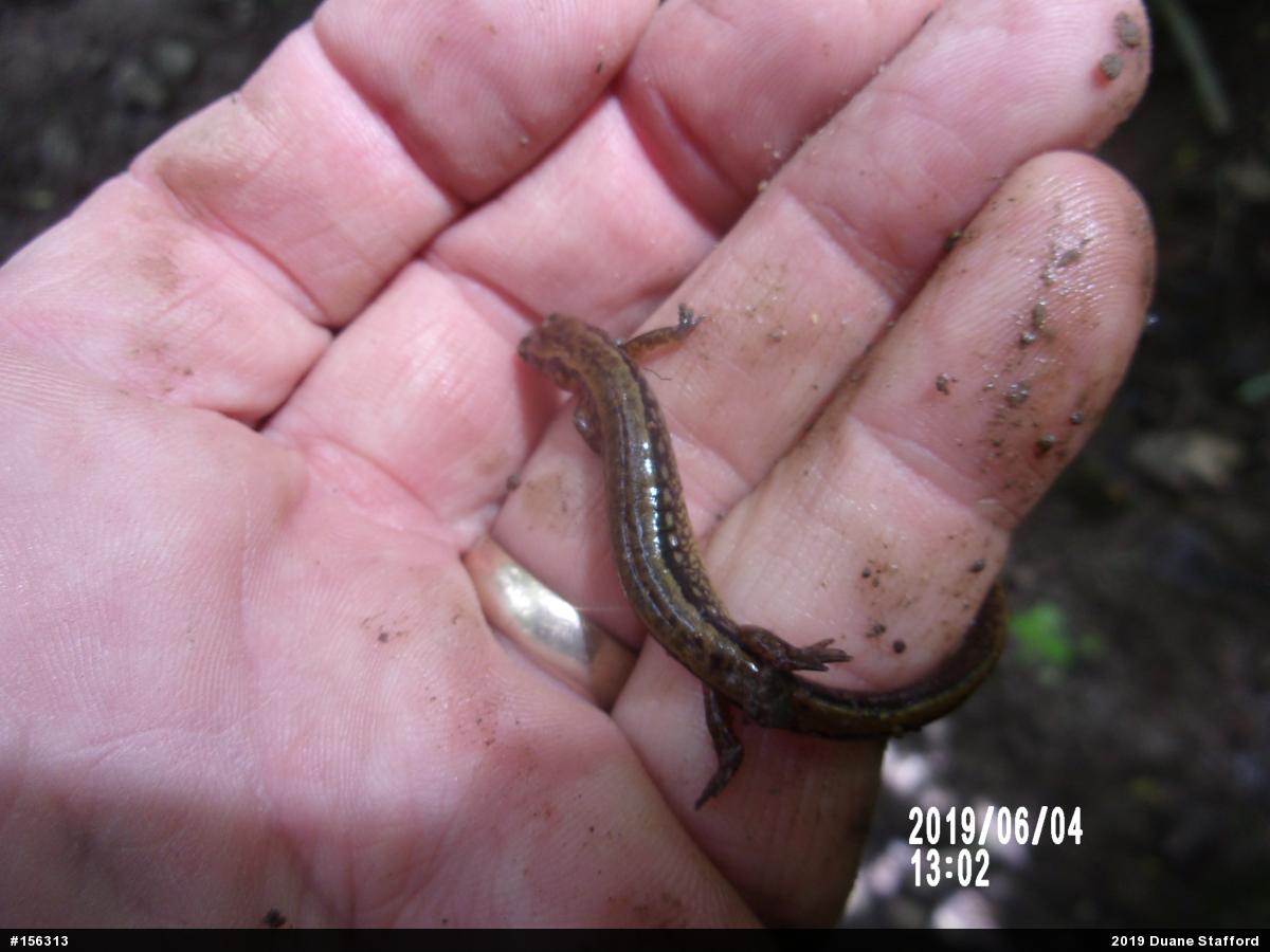 Northern Two-lined Salamander