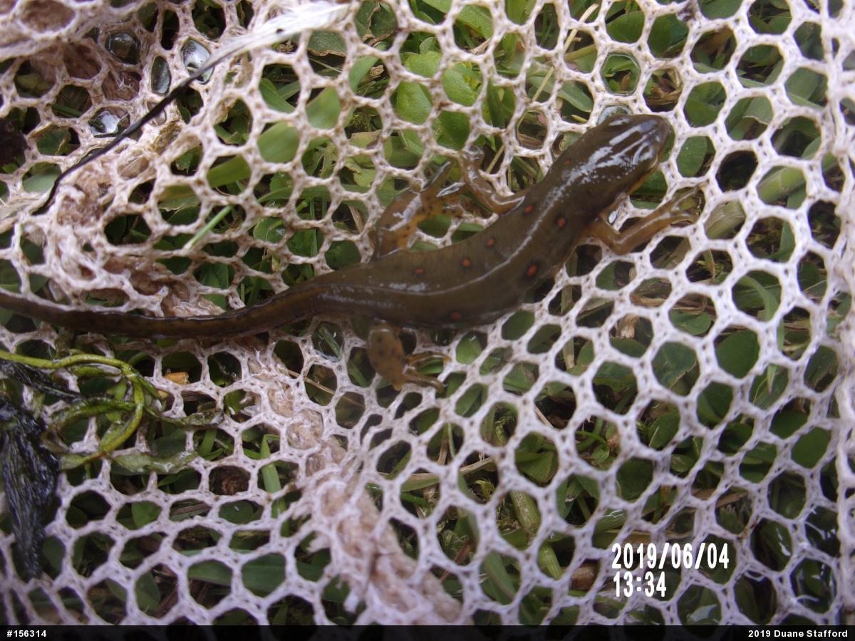 Red-spotted Newt