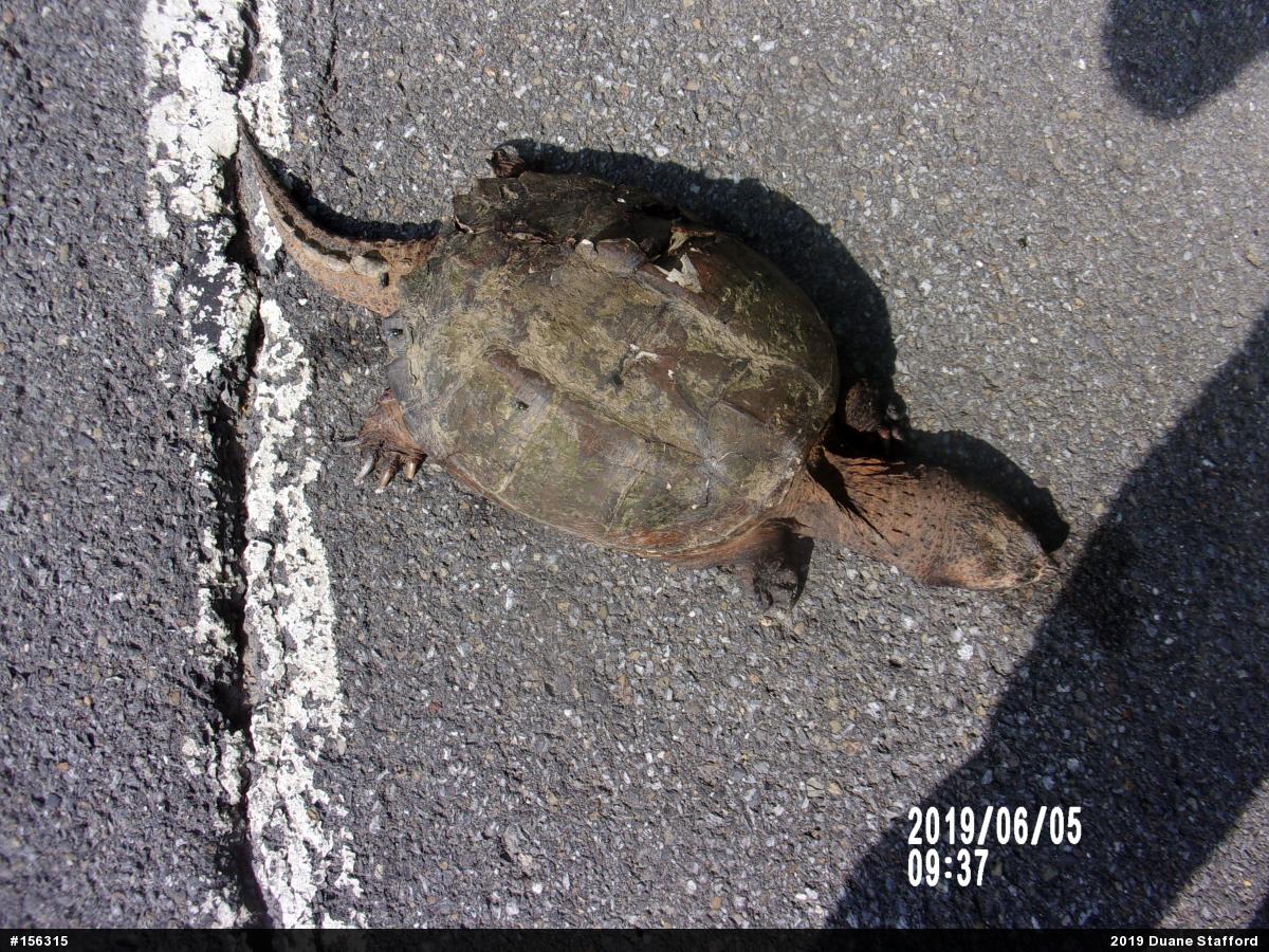 Snapping Turtle