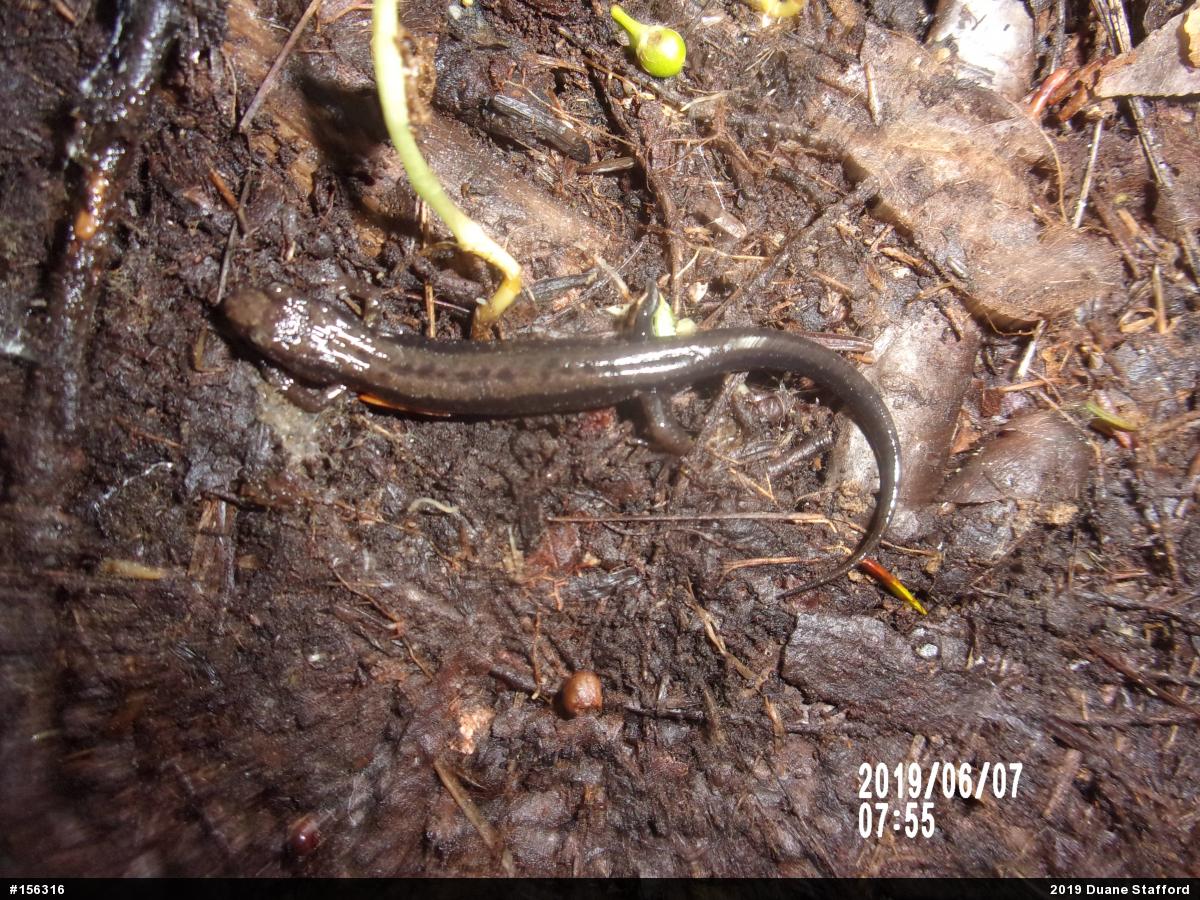 Allegheny Mountain Dusky Salamander