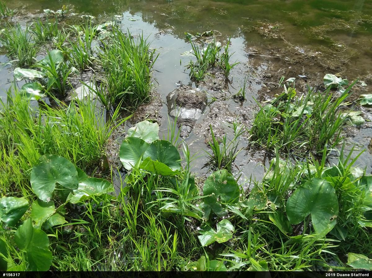 Snapping Turtle