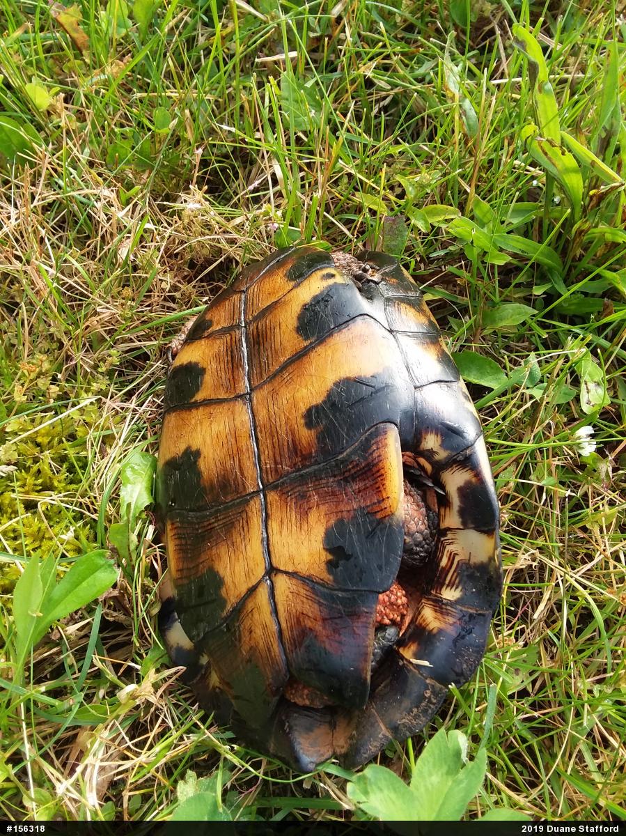 Wood Turtle