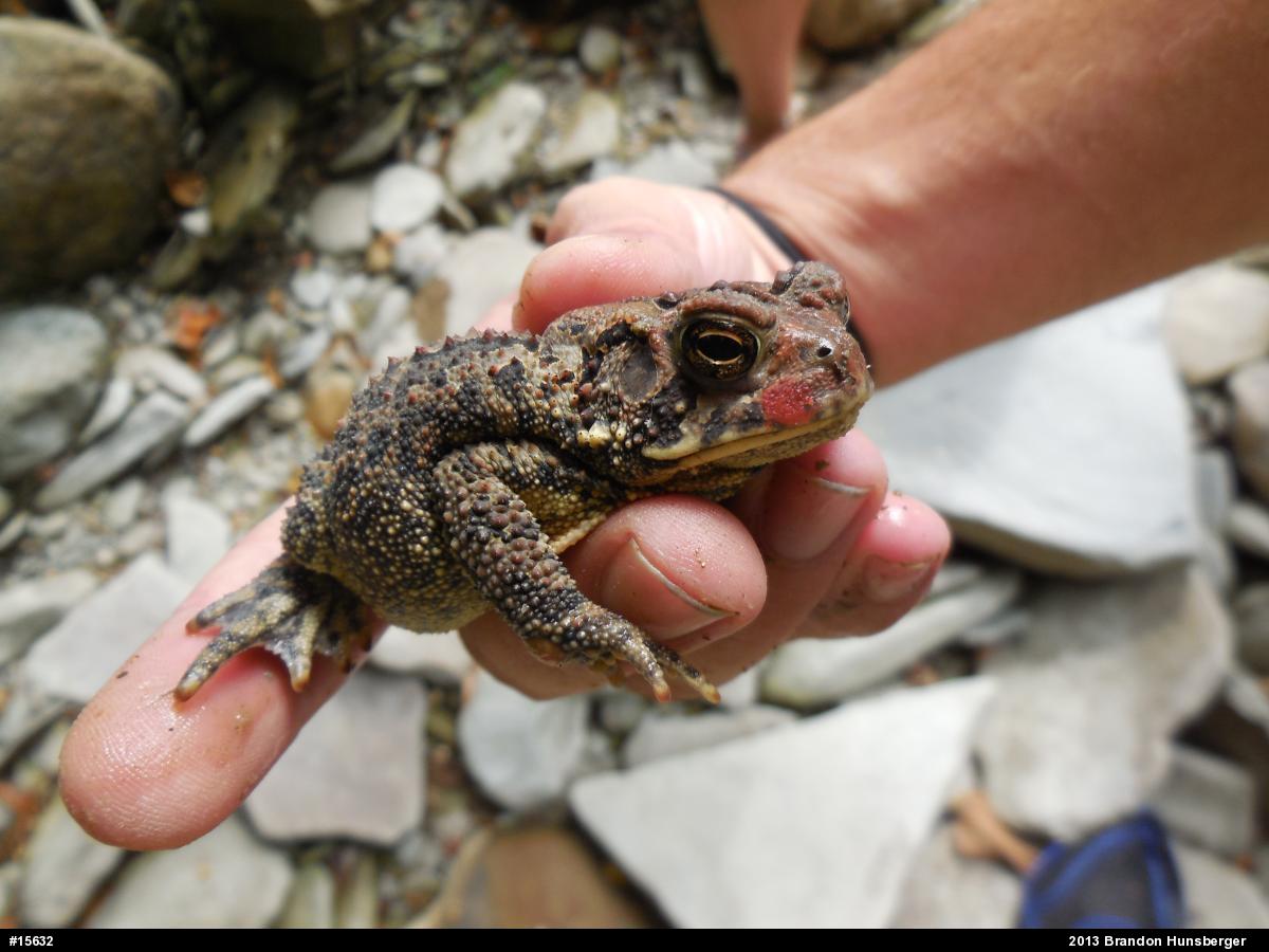 Eastern American Toad