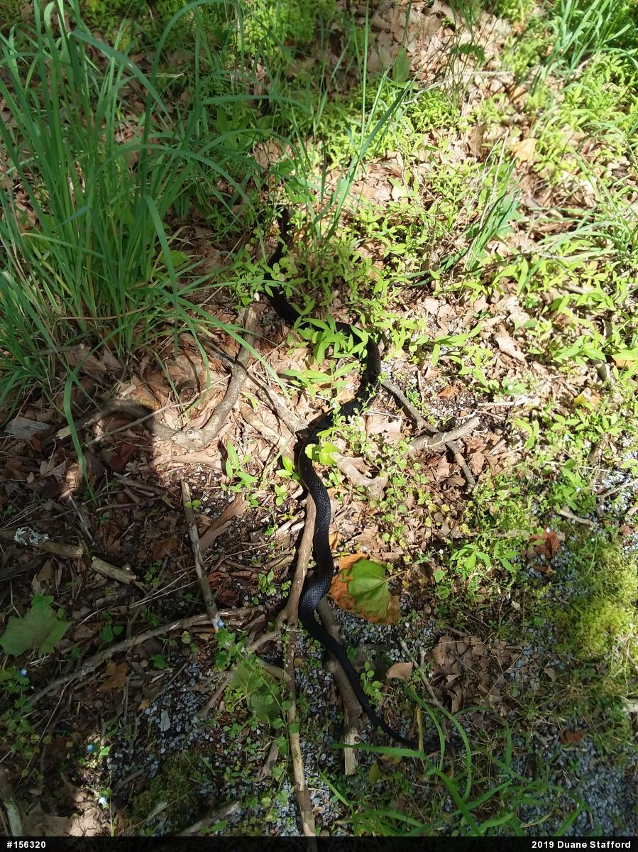 Eastern Ratsnake