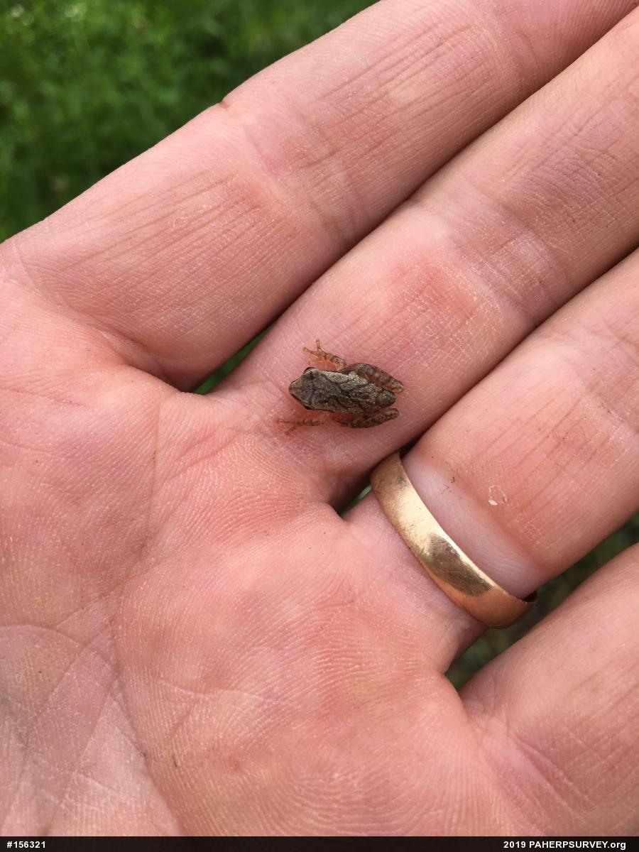 Spring Peeper