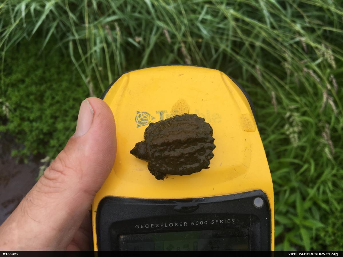 Snapping Turtle