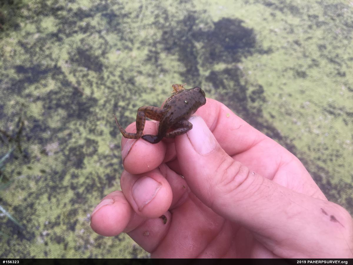 Green Frog